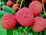 মাদ্রাজী লিচু ১০০‌পিস - Image 2