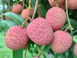 বেদনা লিচু ৫০০‌পিস - Image 3