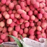 মাদ্রাজী লিচু ১০০‌পিস